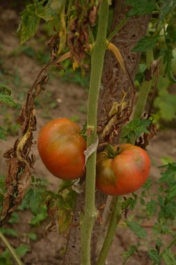 Bahçedeki biyo-kiraz domatesleri. Mutfak bahçesindeki çalılıklardaki domatesler. Kırmızı ve yeşil güneş ışığı hasat zamanının gerisinde.