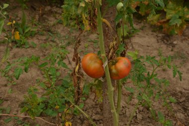 Bahçedeki biyo-kiraz domatesleri. Mutfak bahçesindeki çalılıklardaki domatesler. Kırmızı ve yeşil güneş ışığı hasat zamanının gerisinde.