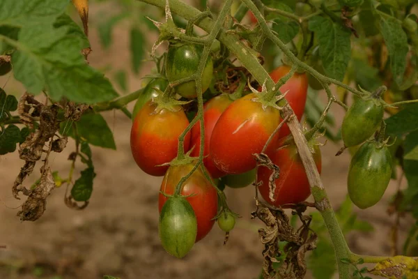 Plant of bio cherry tomatoes in garden.tomatoes on a bush in a kitchen garden red ripe and green sunlight behind harvest time selected focus