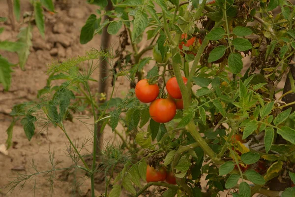 Tanaman Tomat Bio Cherry Garden Tomatoes Pada Semak Semak Kebun — Stok Foto