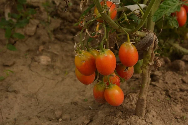 Bahçedeki biyo-kiraz domatesleri. Mutfak bahçesindeki çalılıklardaki domatesler. Kırmızı ve yeşil güneş ışığı hasat zamanının gerisinde.
