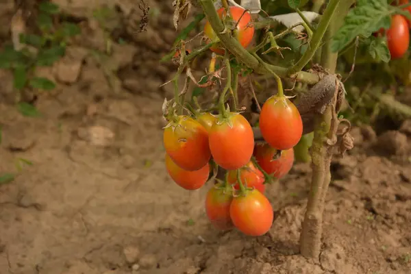 Tanaman Tomat Bio Cherry Garden Tomatoes Pada Semak Semak Kebun — Stok Foto