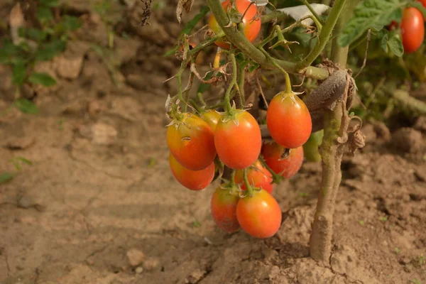 Bahçedeki biyo-kiraz domatesleri. Mutfak bahçesindeki çalılıklardaki domatesler. Kırmızı ve yeşil güneş ışığı hasat zamanının gerisinde.