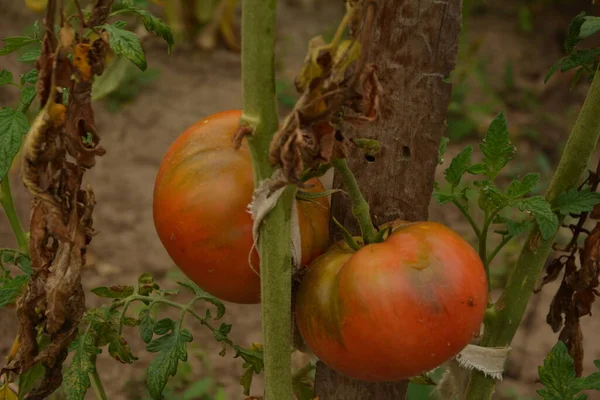 Bahçedeki biyo-kiraz domatesleri. Mutfak bahçesindeki çalılıklardaki domatesler. Kırmızı ve yeşil güneş ışığı hasat zamanının gerisinde.