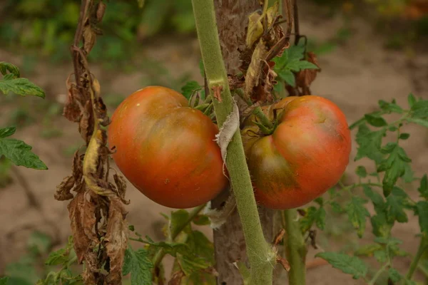 Plant of bio cherry tomatoes in garden.tomatoes on a bush in a kitchen garden red ripe and green sunlight behind harvest time selected focus