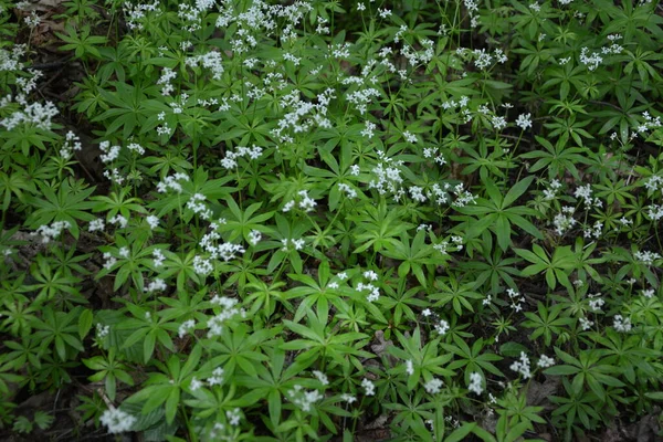 Édes Galium Odoratum Virágok Ágyszalma Virágzik Tavasszal Vadonban Erdőben — Stock Fotó