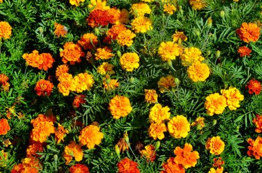 Bahçedeki güzel Marigold çiçeğini (Tagetes erecta, Meksika, Aztek veya Afrika kadife çiçeği) kapatın. kadife çiçeği sarısı, turuncu, mor renkli ve hafif dalgalı yapraklı. Küresel gonca.