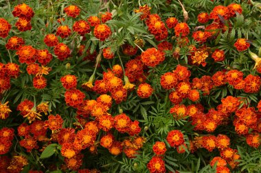 Bahçedeki güzel Marigold çiçeğini (Tagetes erecta, Meksika, Aztek veya Afrika kadife çiçeği) kapatın. kadife çiçeği sarısı, turuncu, mor renkli ve hafif dalgalı yapraklı. Küresel gonca.