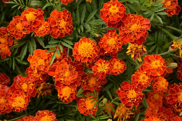 Close Beautiful Marigold Flower Tagetes Erecta Mexican Aztec African Marigold — Stock Photo, Image