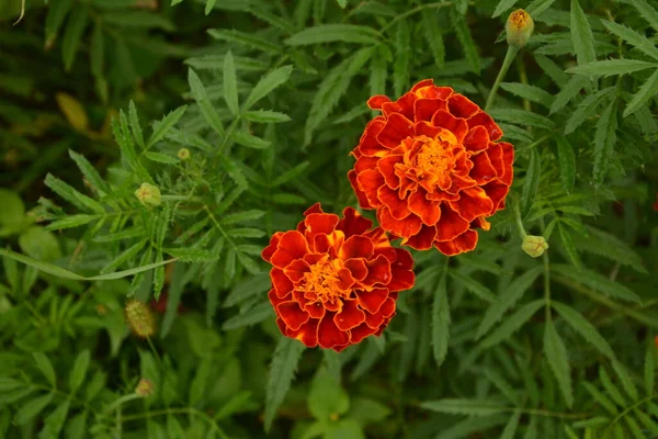 Primer Plano Hermosa Flor Caléndula Tagetes Erecta Mexicana Azteca Caléndula — Foto de Stock