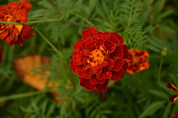 Närbild Vackra Marigold Blomma Tagetes Erecta Mexikanska Aztekiska Eller Afrikanska — Stockfoto