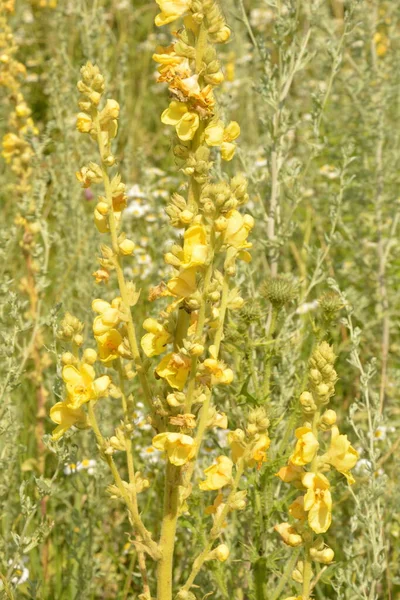 Large Flowered Mullein Mullein Verbascum Densiflorum — Stock Photo, Image