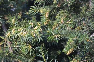 Taxus baccata ornamental shrub in bloom, coniferous branches with green needles and strong spring allergen in sunlight clipart