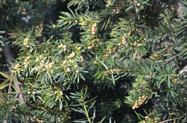 Taxus Baccata Arbuste Ornemental Fleurs Branches Conifères Avec Aiguilles Vertes — Photo