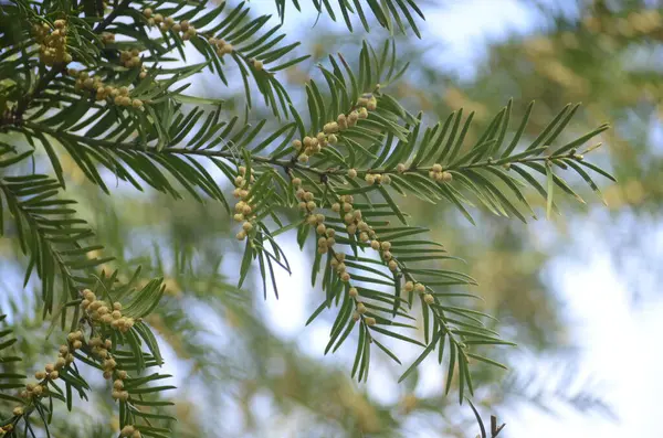 Taxus Baccata Arbusto Ornamental Flor Ramos Coníferas Com Agulhas Verdes — Fotografia de Stock