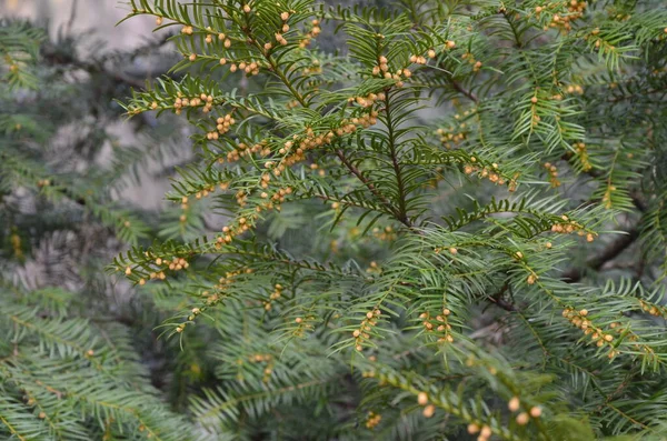 Taxus Baccata Díszcserje Virágzik Tűlevelű Ágak Zöld Tűvel Erős Tavaszi — Stock Fotó