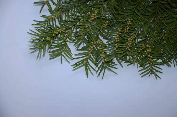 Taxus Baccata 観賞用咲く低木 針葉樹枝緑針で 強力な春の日光のアレルゲン — ストック写真