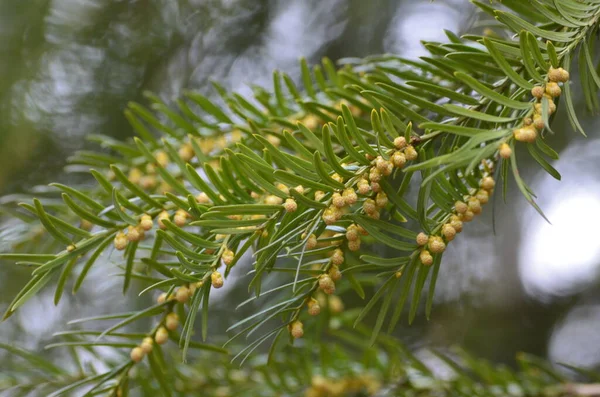Taxus Baccata Ozdobnych Krzewów Kwitną Iglaste Gałęzie Zielonych Igieł Silne — Zdjęcie stockowe