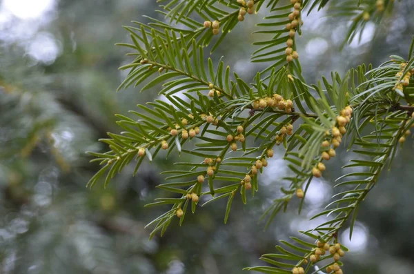 Taxus Baccata Díszcserje Virágzik Tűlevelű Ágak Zöld Tűvel Erős Tavaszi — Stock Fotó