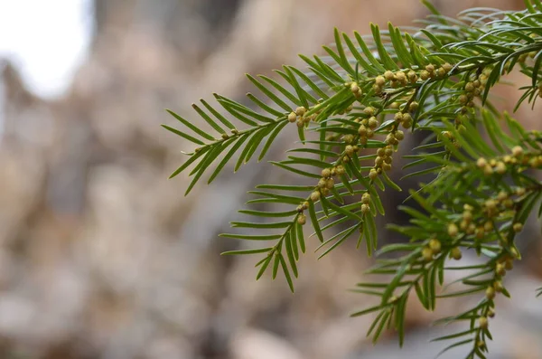 Taxus Baccata Arbusto Ornamental Flor Ramos Coníferas Com Agulhas Verdes — Fotografia de Stock