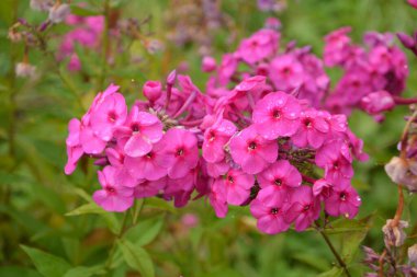Mor çiçekli fenomen paniklemiş. Yağmurlu havada bahçede çiçek açan mor bir fenomen dalı. Yumuşak bulanık seçici odak.