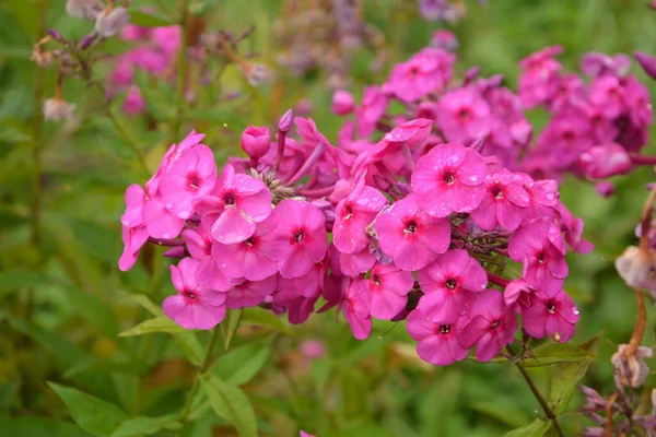 Lila Blüten Phlox Paniculata Blühender Phloxzweig Garten Bei Regnerischem Wetter — Stockfoto