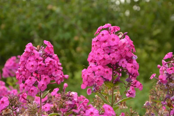 Fialové Květy Phlox Paniculata Kvetoucí Větev Fialového Sifonu Zahradě Deštivém — Stock fotografie