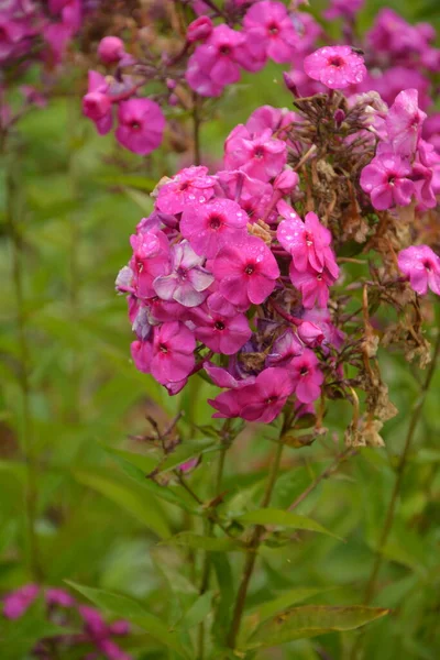 Purple Flowers Phlox Paniculata Flowering Branch Purple Phlox Garden Rainy — Stock Photo, Image