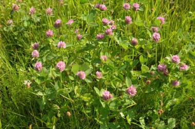Yeşil çayır üzerinde pembe yonca çiçekleri. Kırmızı Yonca (trifolium pratense) çiçekli başlık. İlkbaharda çiçek açan çayır, çayırda açan yonca.