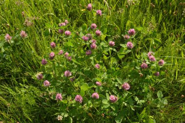 Yeşil çayır üzerinde pembe yonca çiçekleri. Kırmızı Yonca (trifolium pratense) çiçekli başlık. İlkbaharda çiçek açan çayır, çayırda açan yonca.