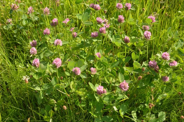 Różowe Kwiaty Koniczyny Zielonej Łące Koniczyna Czerwona Trifolium Pratense Głowica — Zdjęcie stockowe