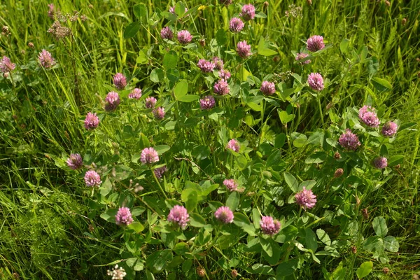 Pink Clover Flowers Green Meadow Red Clover Trifolium Pratense Flowerhead — Stock Photo, Image