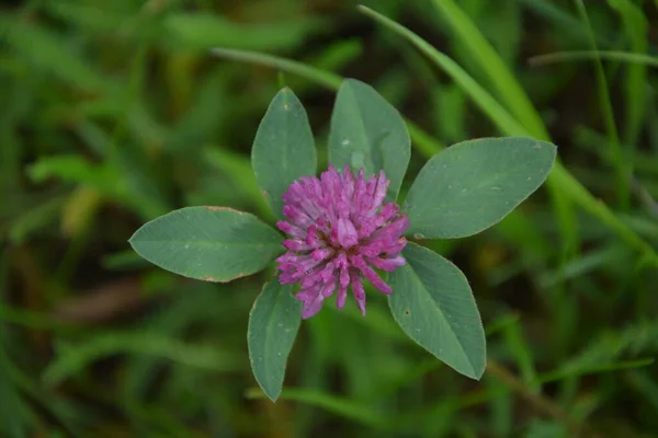 Rotklee Trifolium Pratense Blütenkopf Blühende Wiese Frühling Blühender Klee Auf — Stockfoto