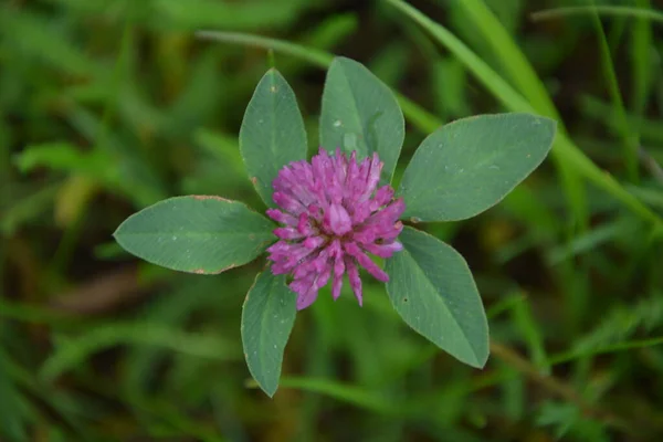 Yeşil Çayır Üzerinde Pembe Yonca Çiçekleri Kırmızı Yonca Trifolium Pratense — Stok fotoğraf