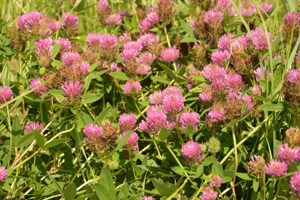 Pink Clover Flowers Green Meadow Red Clover Trifolium Pratense Flowerhead — Stock Photo, Image