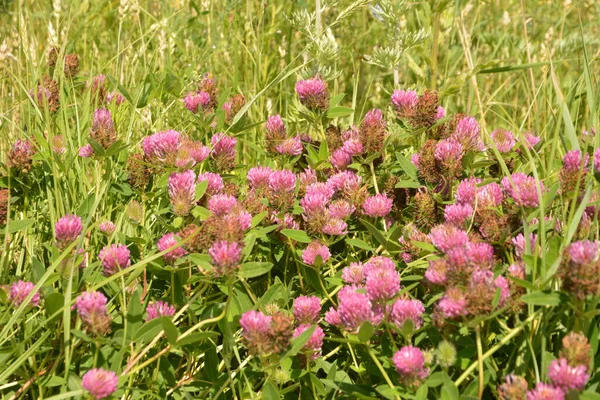 Pink Clover Flowers Green Meadow Red Clover Trifolium Pratense Flowerhead — Stock Photo, Image