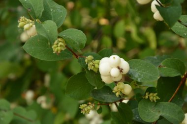 Beyaz böğürtlenli Symphoricarpos albusu (yaygın kardudu). Caprifoliaceae veya hanımeli ailesi.