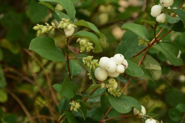 Beyaz böğürtlenli Symphoricarpos albusu (yaygın kardudu). Caprifoliaceae veya hanımeli ailesi.