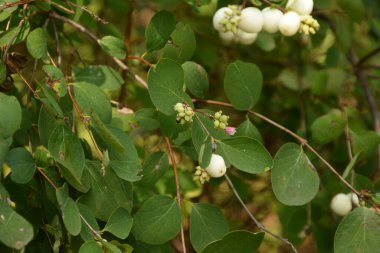 Beyaz böğürtlenli Symphoricarpos albusu (yaygın kardudu). Caprifoliaceae veya hanımeli ailesi.