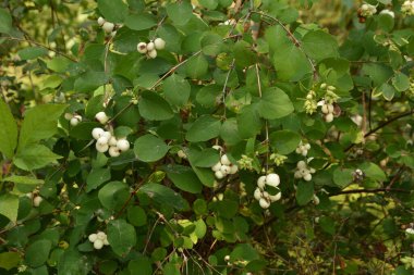 Beyaz böğürtlenli Symphoricarpos albusu (yaygın kardudu). Caprifoliaceae veya hanımeli ailesi.