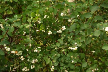 Beyaz böğürtlenli Symphoricarpos albusu (yaygın kardudu). Caprifoliaceae veya hanımeli ailesi.
