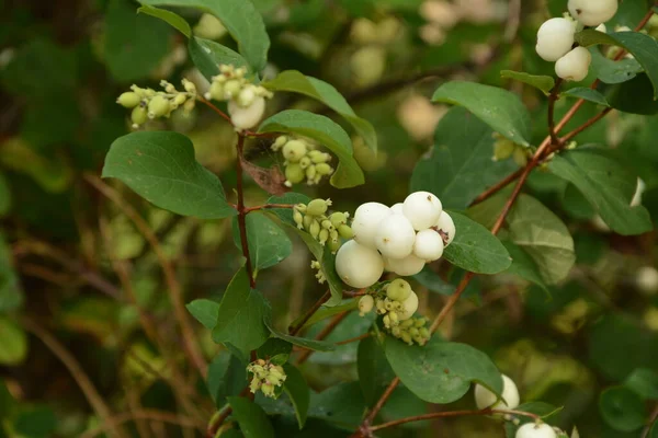 Symphoricarpos Albus Vanlig Snöbär Växt Med Vita Bär Caprifoliaceae Eller — Stockfoto