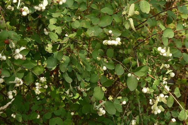 Symphoricarpos Albus Gemeine Schneebeere Pflanze Mit Weißen Beeren Caprifoliaceae Oder — Stockfoto