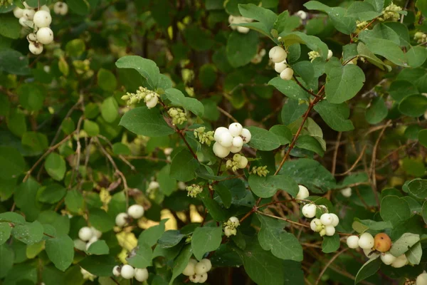 白い果実を持つSymphoricarpos Albus Common Snowberry アブラナ科またはスイカズラ科 — ストック写真