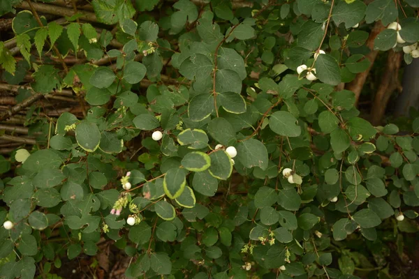 Symphoricarpos Albus Bacca Neve Comune Pianta Con Bacche Bianche Caprifoliacee — Foto Stock