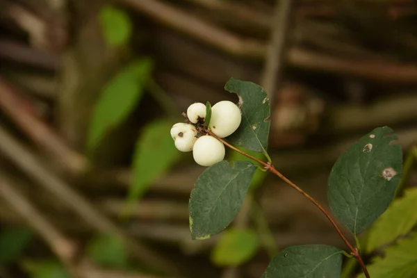 Symphoricarpos Albus Snowberry Comum Planta Com Bagas Brancas Caprifoliaceae Família — Fotografia de Stock