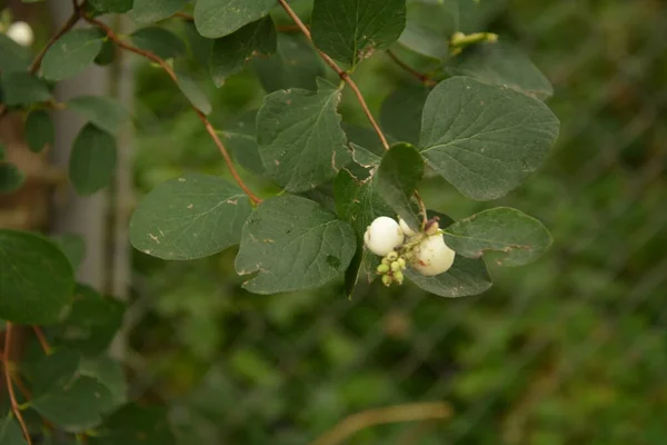 Symphoricarpos Albus Gemeine Schneebeere Pflanze Mit Weißen Beeren Caprifoliaceae Oder — Stockfoto