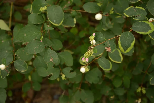 Symphoricarpos Albus Snowberry Comum Planta Com Bagas Brancas Caprifoliaceae Família — Fotografia de Stock