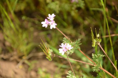 Erodyum cicutarium 'un küçük çiçeğini kapat. Erodyum cicutarium kırmızısı filaree, kırmızı saplı leylek gagası