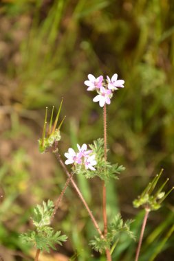 Erodyum cicutarium 'un küçük çiçeğini kapat. Erodyum cicutarium kırmızısı filaree, kırmızı saplı leylek gagası
